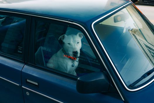 salvare cane in auto
