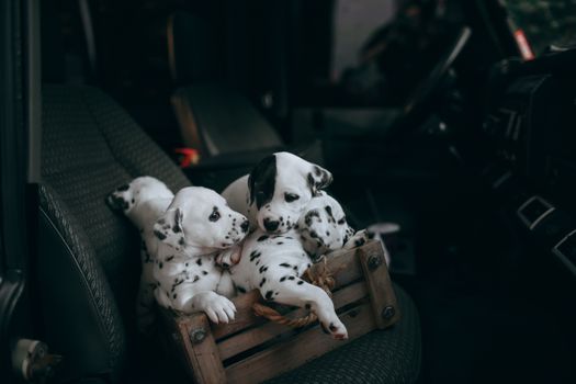 accessori auto per trasporto cani
