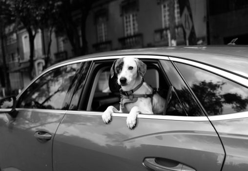 accessori auto per cani grandi
