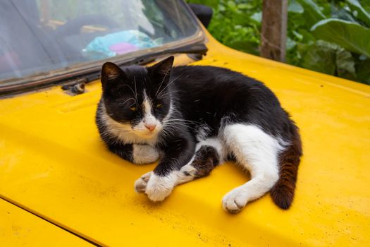 accessori auto per gatti