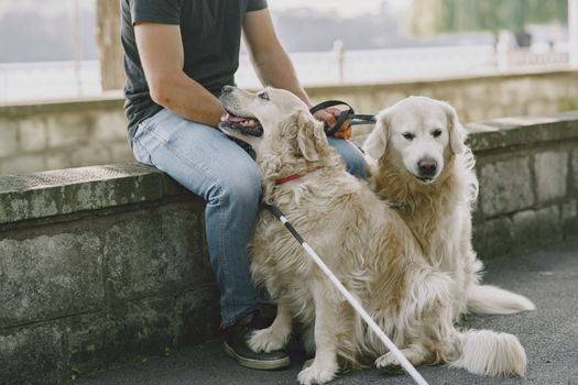 cani guida sui taxi